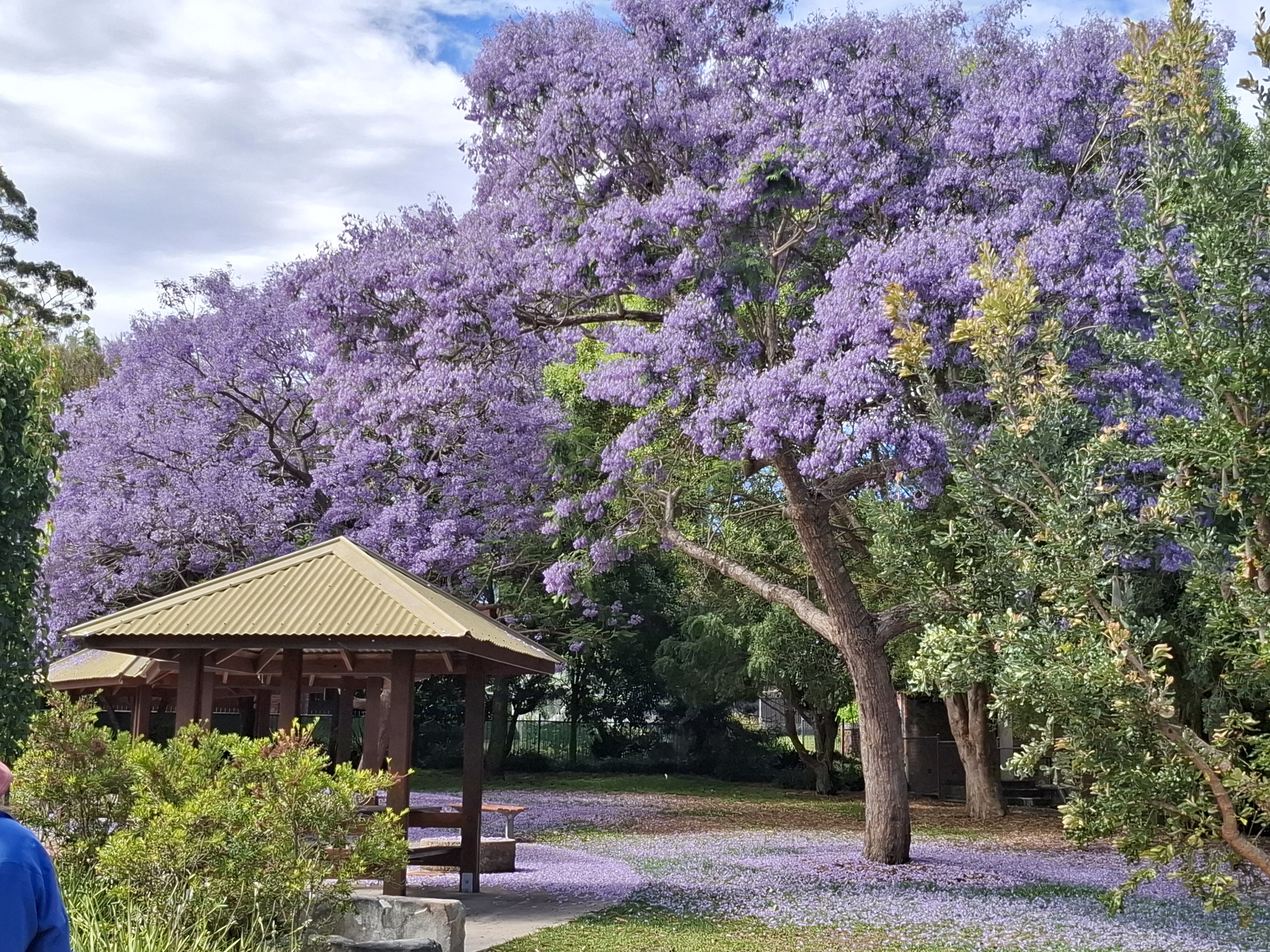 Jacaranda Tree